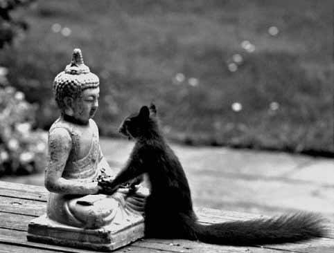 Buddha and Squirrel